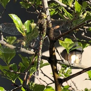 Meet your Posher, Tegan